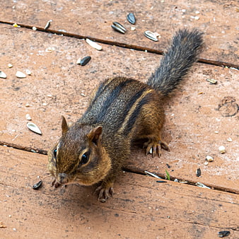 Cute chipmunk eating sunflower seeds on wooden deck