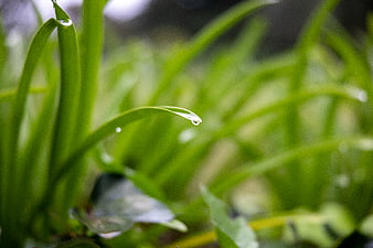 Close-up of green grass blade with water droplet
