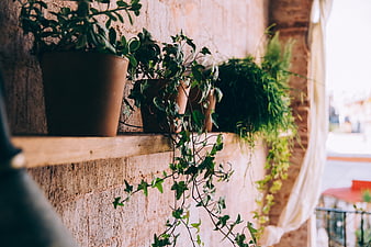 Rusty Potted Plants on Wooden Shelf Against Brick Wall