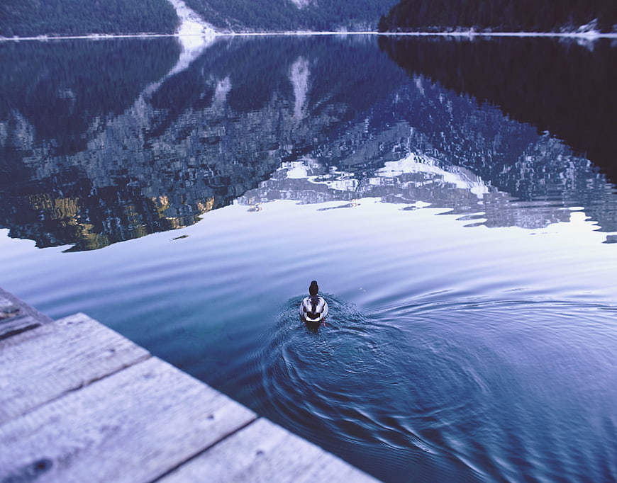 Lone Duck Swimming in Serene Mountain Lake with Reflections