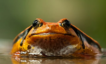 Close-up of Orange and Black Poison Dart Frog in Water