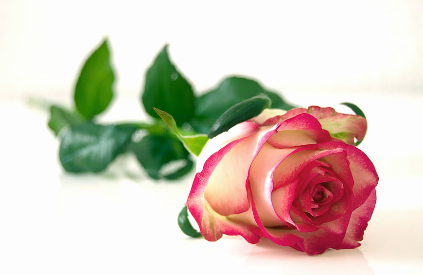 Pink and White Rose on White Background