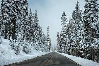 Snowy Winter Road Through Pine Forest