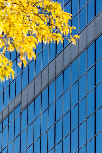 Modern Glass Building Facade with Yellow Autumn Leaves