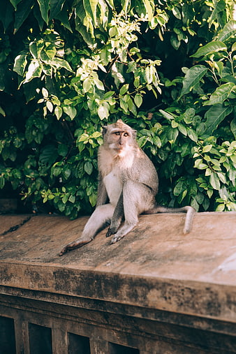 Monkey Sitting on Stone Wall in Lush Green Jungle