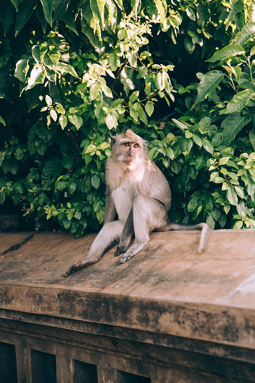 Monkey Sitting on Stone Wall in Lush Green Jungle