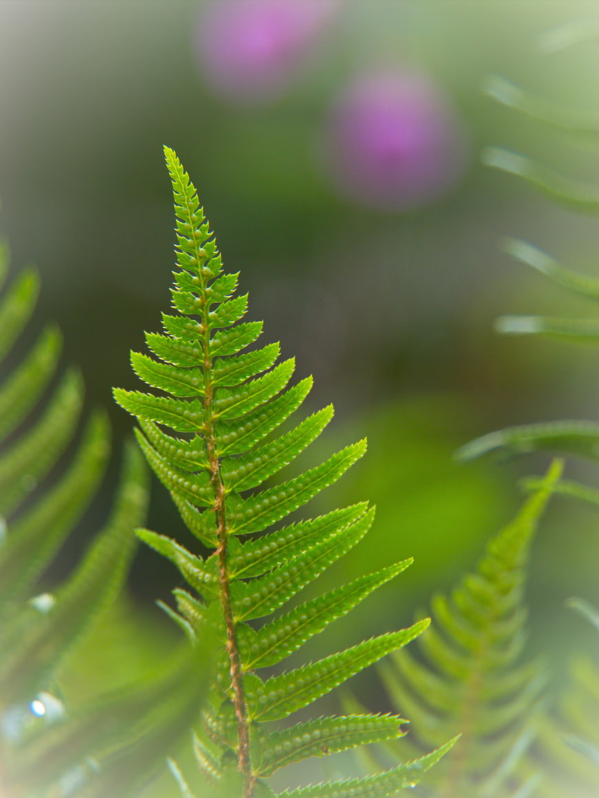 Close-up of green fern frond with spores in forest