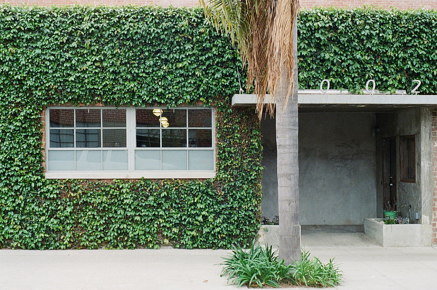 Ivy-covered brick house with palm tree and concrete entrance