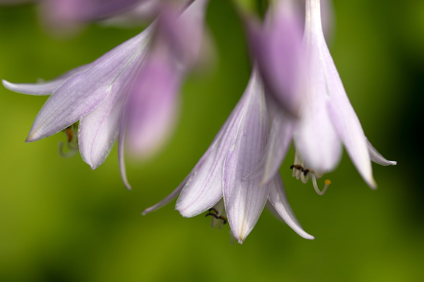 Close-up of delicate purple hosta flowers with green bokeh background