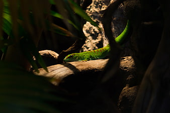 Vibrant Green Day Gecko on Sunlit Branch in Jungle