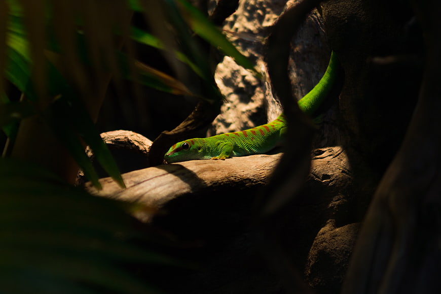 Vibrant Green Day Gecko on Sunlit Branch in Jungle