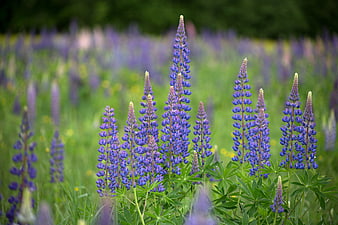 Vibrant purple lupine flowers blooming in a lush green meadow