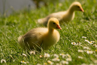 Cute yellow gosling in green grass with daisies