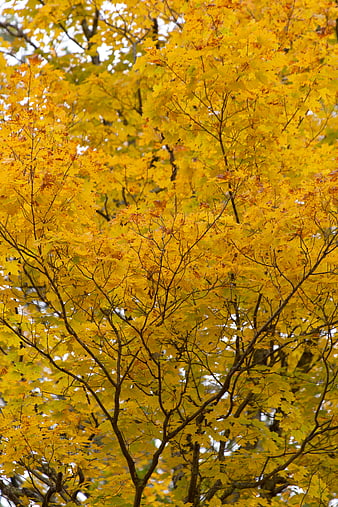 Vibrant Yellow Autumn Maple Leaves on Tree Branches