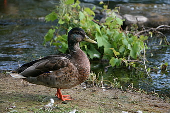 Mallard Duck Standing on Riverbank with Green Foliage