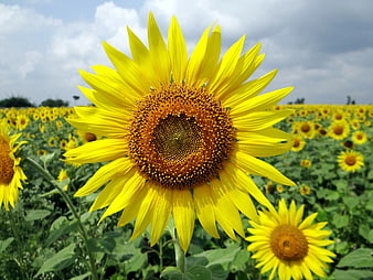 Vibrant Sunflower Close-Up in Summer Field