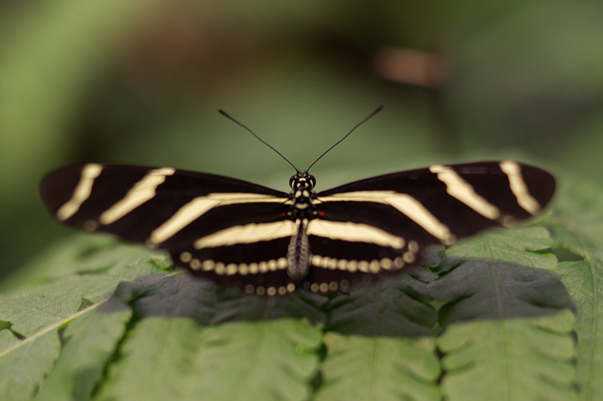 Close-up of a Zebra Longwing Butterfly on a Green Leaf