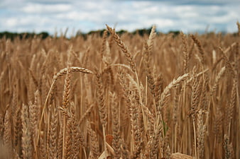 Golden Wheat Field Close-Up with Blue Sky Background