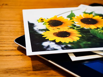 Printed Sunflower Photo on Smartphone on Wooden Table