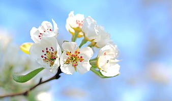 Close-up of White Spring Blossoms with Red Stigma