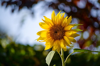 Vibrant yellow sunflower bloom with blurred green background