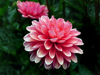 Close-up of Pink Dahlia Flower with Water Droplets