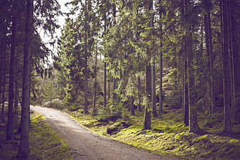 Sunlit dirt path winding through a dense green pine forest
