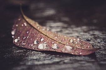 Close-up of a wet leaf with water droplets on dark wood