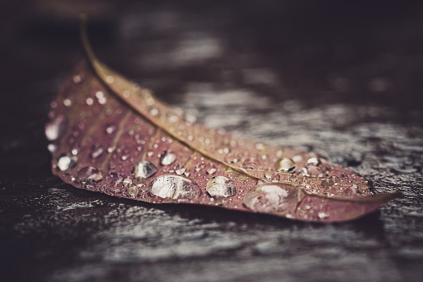 Close-up of a wet leaf with water droplets on dark wood