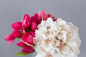 Close-up of pink tulips and white hydrangeas bouquet