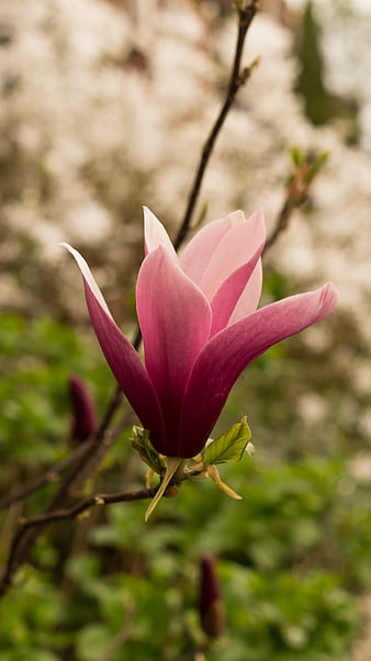 Pink Magnolia Flower Blooming on Branch