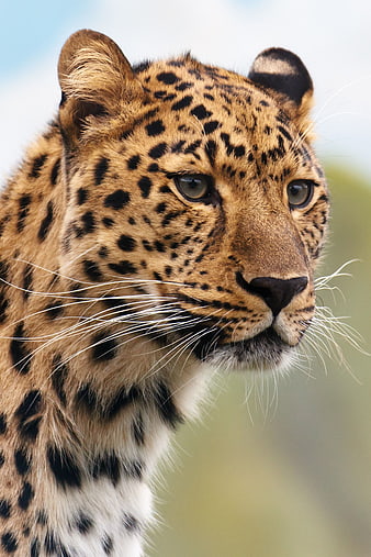 Close-up portrait of a leopard head with spotted fur
