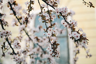 Delicate white cherry blossoms on dark branches with blurred background