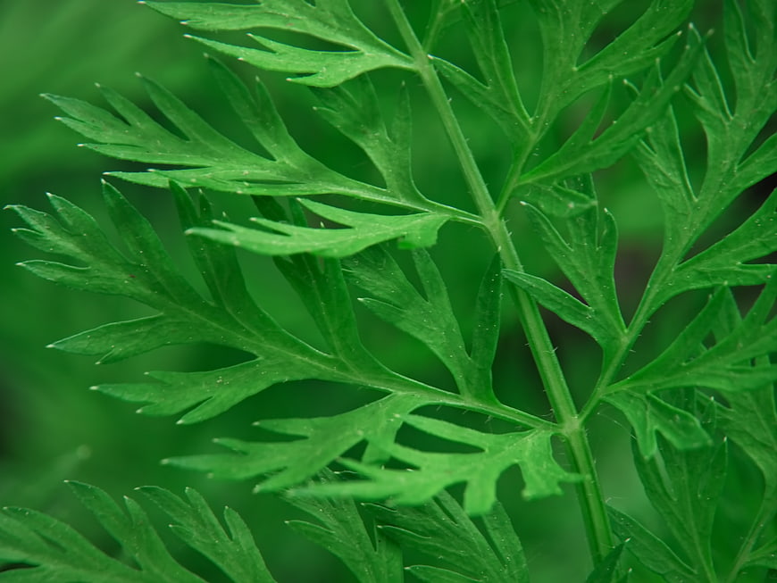 Close-up of green carrot leaves with detailed texture