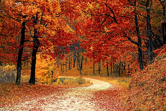 Winding dirt road through vibrant red autumn forest