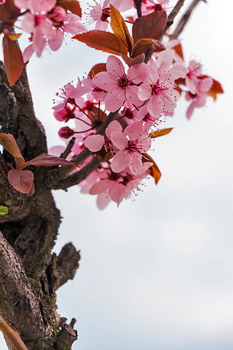 Pink Cherry Blossoms on Branch with Copyspace