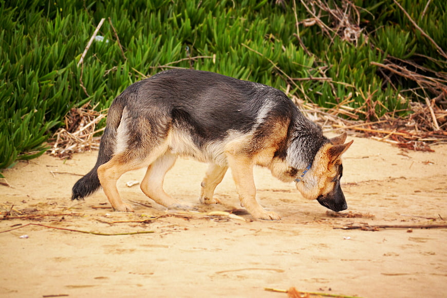German Shepherd Sniffing Sand on Beach Path