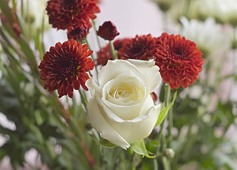 Close-up of white rose and red chrysanthemums bouquet