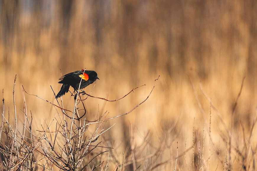 Red-winged Blackbird Perched on Dry Branch in Field
