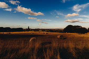 Golden Hay Bales in Rural Field Under Blue Sky