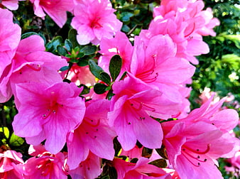 Vibrant Pink Azalea Flowers in Full Bloom
