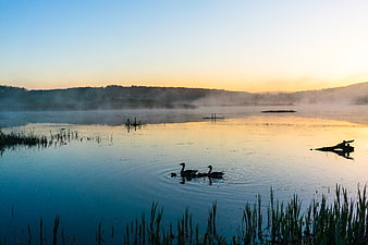 Silhouetted Swans Swimming in Misty Lake at Sunrise