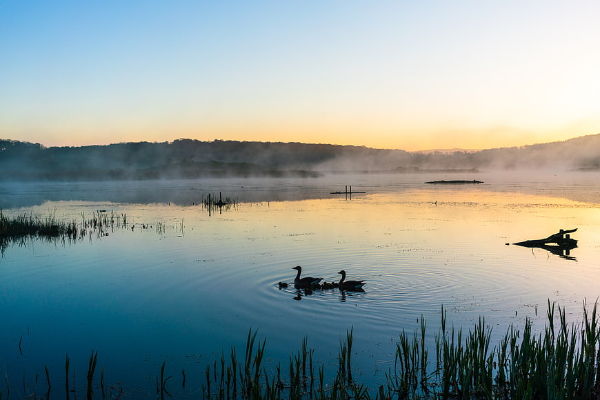 Silhouetted Swans Swimming in Misty Lake at Sunrise