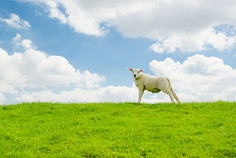 White Sheep Standing on Green Hill Under Blue Sky