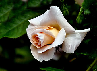 Close-up of a delicate white and peach rose bloom