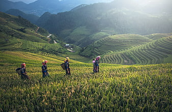 Women Walking Through Green Rice Terraces in Mountains