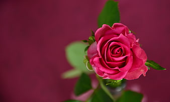 Close-up of vibrant pink rose on deep magenta background