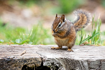 Cute chipmunk eating on a wooden log in nature