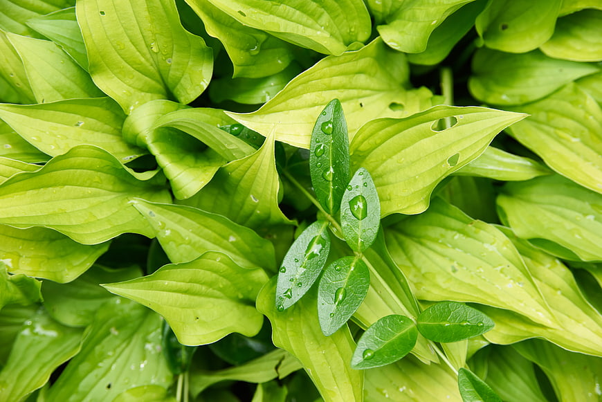 Close-up of vibrant green hosta leaves with water droplets