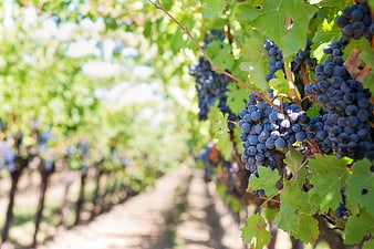 Ripe Purple Grapes Hanging on Vine in Sunny Vineyard